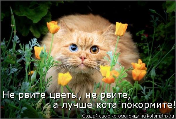 Котоматрица: Не рвите цветы, не рвите,  а лучше кота покормите!