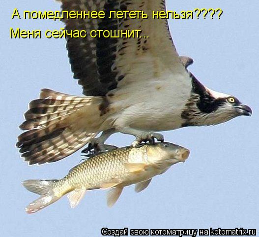 Котоматрица: А помедленнее лететь нельзя???? Меня сейчас стошнит...