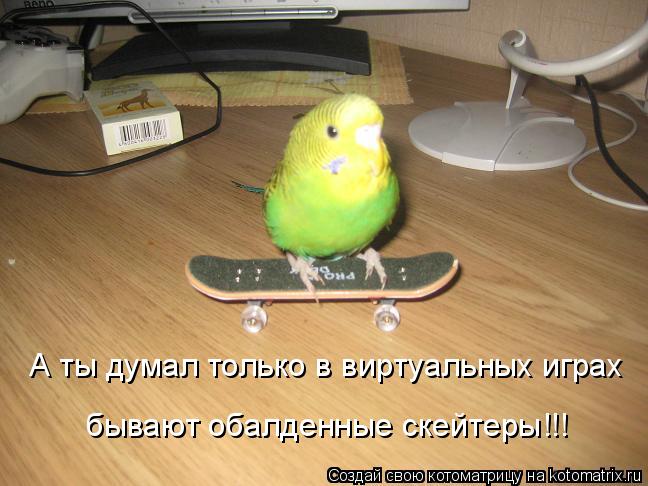 Котоматрица: А ты думал только в виртуальных играх бывают обалденные скейтеры!!!
