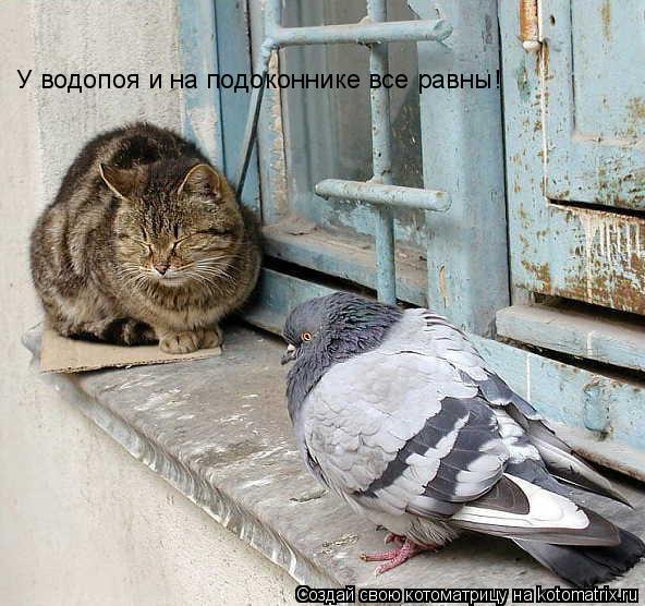 Котоматрица: У водопоя и на подоконнике все равны!