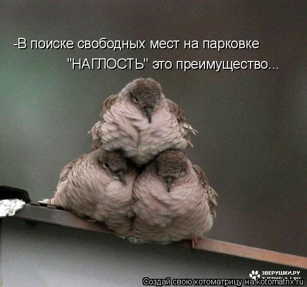 -В поиске свободных мест на парковке "НАГЛОСТЬ" это преимущество...... Котоматрица: -В поиске свободных мест на парковке "НАГЛОСТЬ" это преимущество...