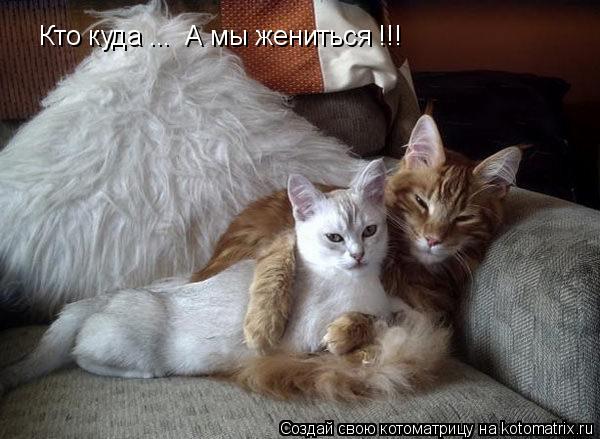 Котоматрица: Кто куда ...  А мы жениться !!!