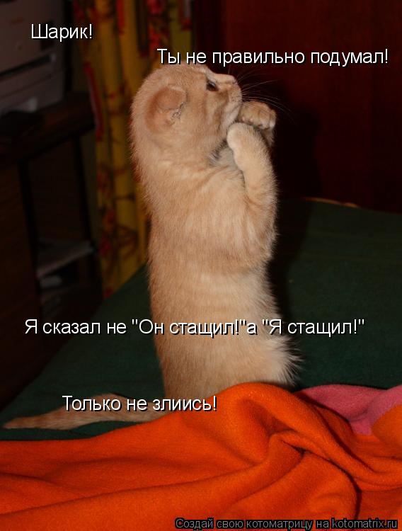 Шарик! Ты не правильно подумал! Я сказал не "Он стащил!"а "Я стащил!" Только не злиись!... Котоматрица: Шарик! Ты не правильно подумал! Я сказал не "Он стащил!"а "Я стащил!" Только не злиись!