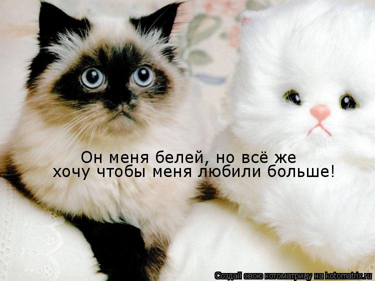 Котоматрица: Он меня белей, но всё же хочу чтобы меня любили больше!