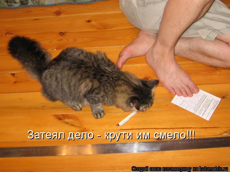 Котоматрица: Затеял дело - крути им смело!!!