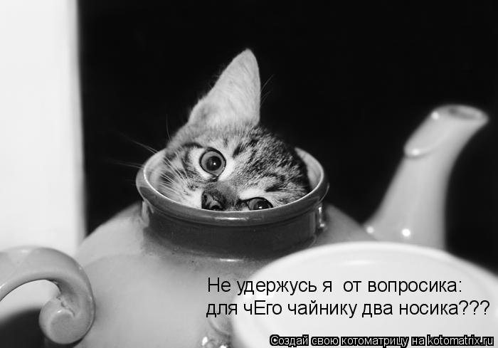 Котоматрица: для чЕго чайнику два носика??? Не удержусь я  от вопросика: