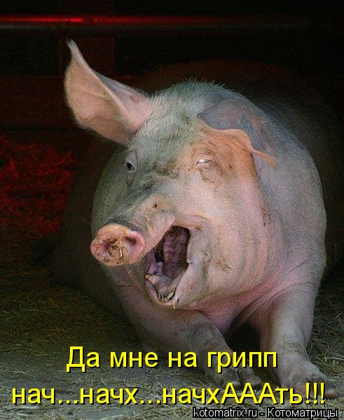 Да мне на грипп нач...начх...начхАААть!!!... Котоматрица: Да мне на грипп нач...начх...начхАААть!!!