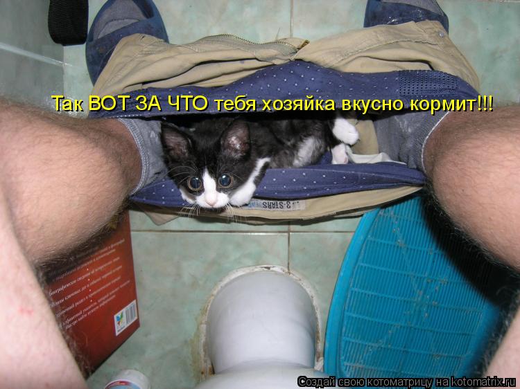 Котоматрица: Так ВОТ ЗА ЧТО тебя хозяйка вкусно кормит!!!