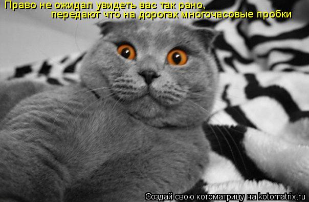 Котоматрица: Право не ожидал увидеть вас так рано, передают что на дорогах многочасовые пробки