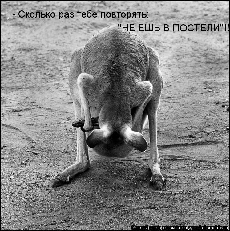 Котоматрица: - Сколько раз тебе повторять:  "НЕ ЕШЬ В ПОСТЕЛИ"!!