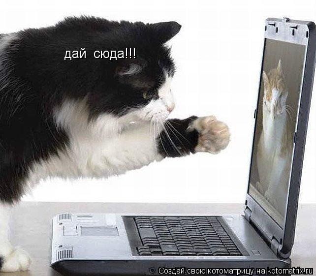 Котоматрица: дай  сюда!!!