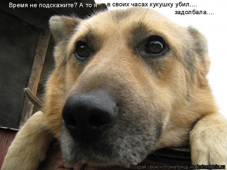 Котоматрица: Время не подскажите? А то я  в своих часах кукушку убил.... задолбала....