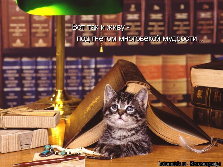 Вот так и живу - под гнетом многовекой мудрости...... Котоматрица: Вот так и живу - под гнетом многовекой мудрости...