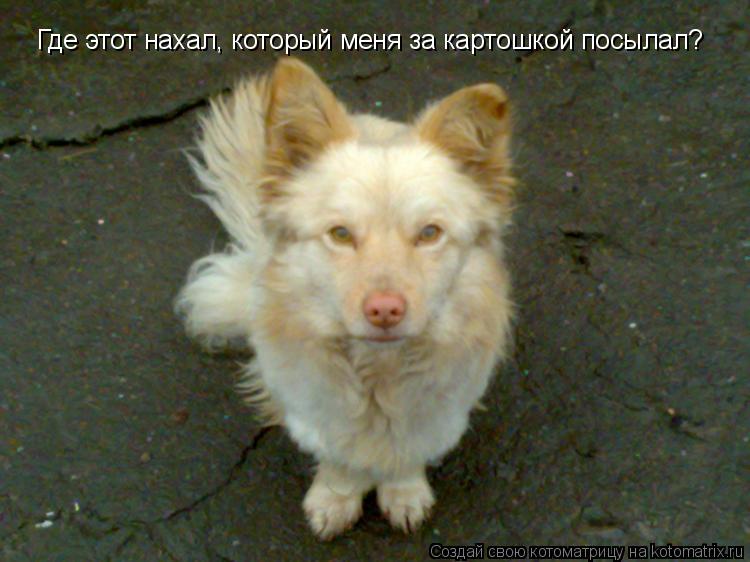 Где этот нахал, который меня за картошкой посылал?... Котоматрица: Где этот нахал, который меня за картошкой посылал?