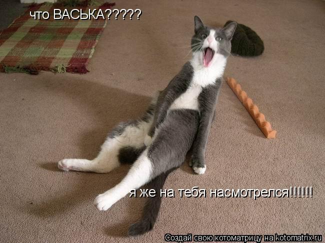 Котоматрица: что ВАСЬКА????? я же на тебя насмотрелся!!!!!!