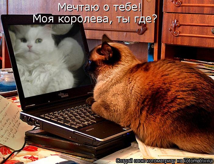 Котоматрица: Мечтаю о тебе! Моя королева, ты где?
