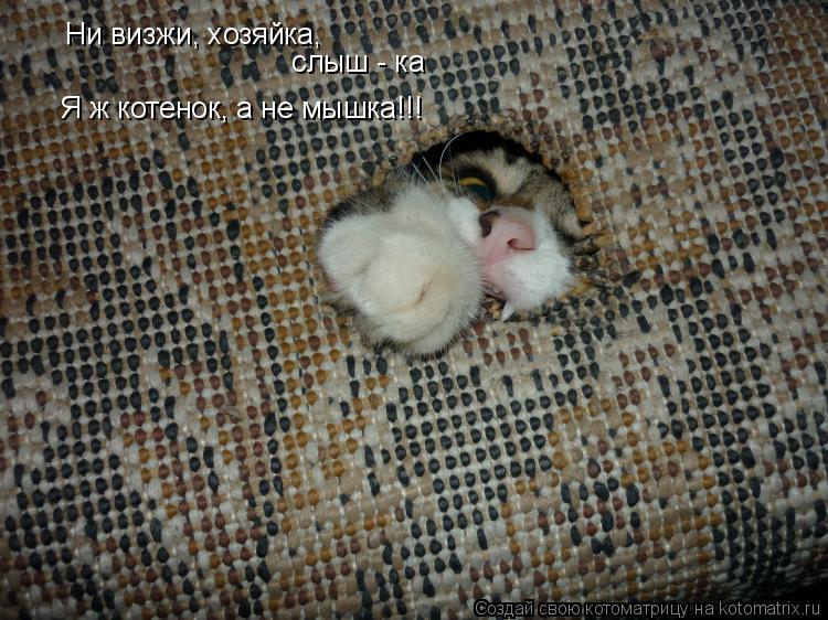 Котоматрица: Ни визжи, хозяйка,   слыш - ка   Я ж котенок, а не мышка!!!