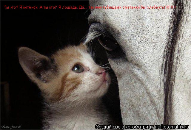 Котоматрица: Ты кто? Я котёнок. А ты кто? Я лошадь. Да... твоими губищами сметанки бы хлебнуть!!!!!!!!!