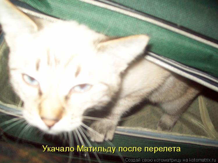 Котоматрица: Укачало Матильду после перелета