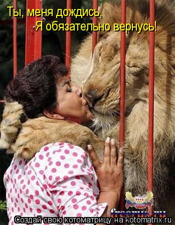 Котоматрица: Ты, меня дождись, Я обязательно вернусь!