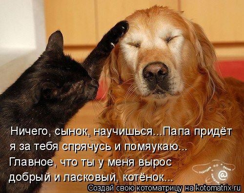 Ничего, сынок, научишься...Папа придёт я за тебя спрячусь и помяукаю... Главное, что ты у меня вырос ... Котоматрица: Ничего, сынок, научишься...Папа придёт я за тебя спрячусь и помяукаю... Главное, что ты у меня вырос добрый и ласковый, котёнок...