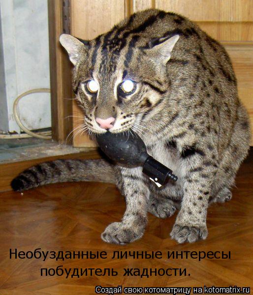 Необузданные личные интересы побудитель жадности.... Котоматрица: Необузданные личные интересы побудитель жадности.