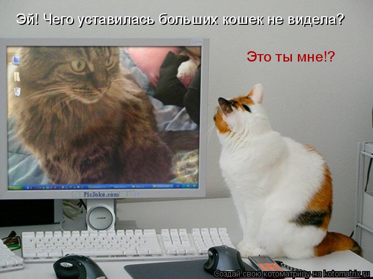 Котоматрица: Эй! Чего уставилась больших кошек не видела? Это ты мне!?