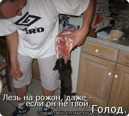 Котоматрица: Лезь на рожон, даже - если он не твой. Голод.