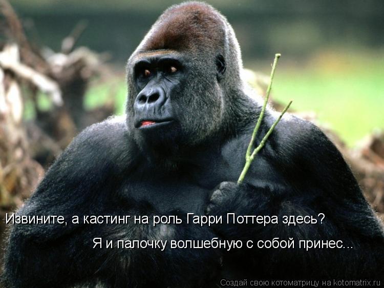 Извините, а кастинг на роль Гарри Поттера здесь? Я и палочку волшебную с собой принес...... Котоматрица: Извините, а кастинг на роль Гарри Поттера здесь? Я и палочку волшебную с собой принес...