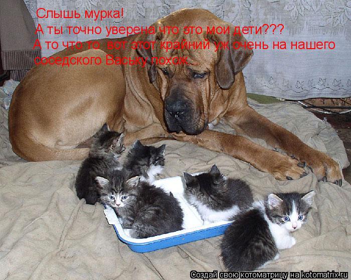 Слышь мурка! А ты точно уверена что это мои дети??? А то что то вот этот крайний уж очень на нашего... Котоматрица: Слышь мурка! А ты точно уверена что это мои дети??? А то что то вот этот крайний уж очень на нашего соседского Ваську похож...