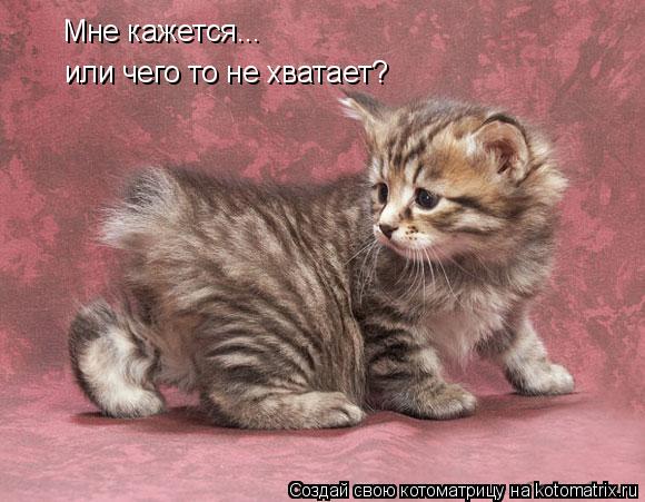 Мне кажется... или чего то не хватает?... Котоматрица: Мне кажется... или чего то не хватает?