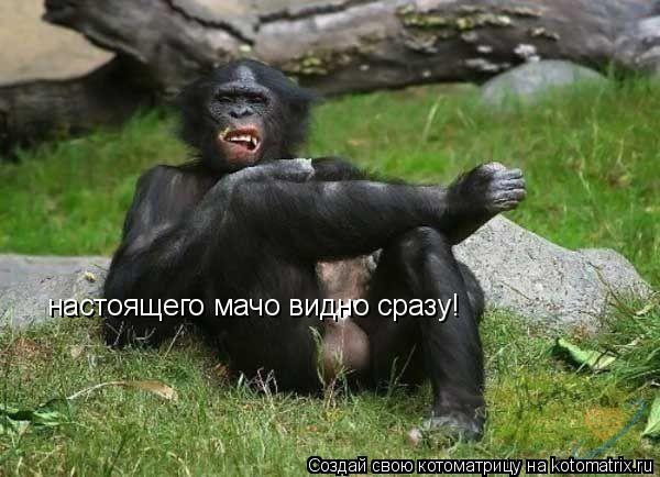 настоящего мачо видно сразу!... Котоматрица: настоящего мачо видно сразу!