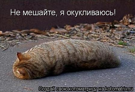 Не мешайте, я окукливаюсь!... Котоматрица: Не мешайте, я окукливаюсь!
