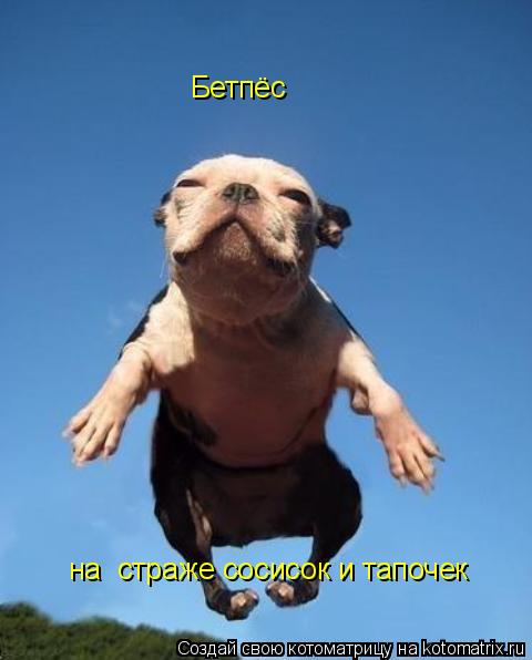 Бетпёс на страже сосисок и тапочек... Котоматрица: Бетпёс на страже сосисок и тапочек