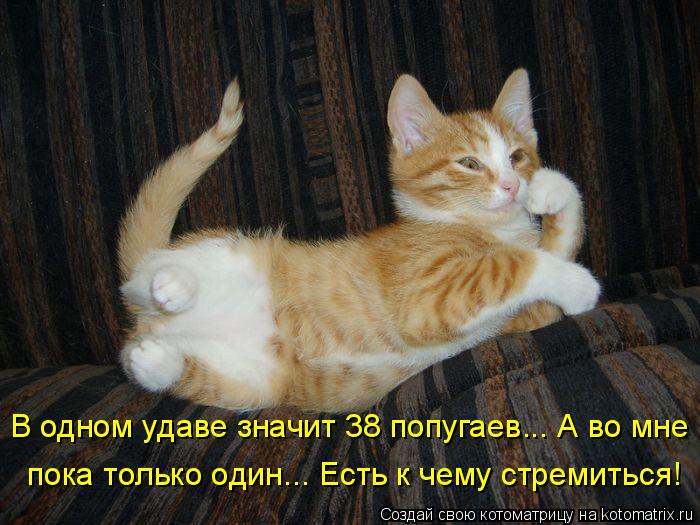 В одном удаве значит 38 попугаев... А во мне пока только один... Есть к чему стремиться!... Котоматрица: В одном удаве значит 38 попугаев... А во мне пока только один... Есть к чему стремиться!