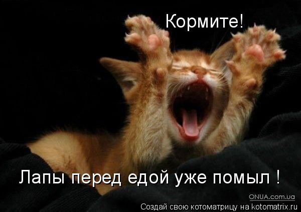 Котоматрица: Кормите!  Лапы перед едой уже помыл !