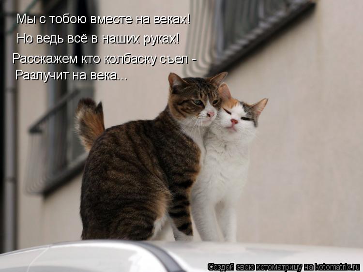 Котоматрица: Мы с тобою вместе на веках! Но ведь всё в наших руках! Расскажем кто колбаску съел -  Разлучит на века...