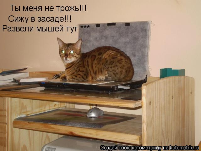 Котоматрица: Ты меня не трожь!!! Сижу в засаде!!! Развели мышей тут ***