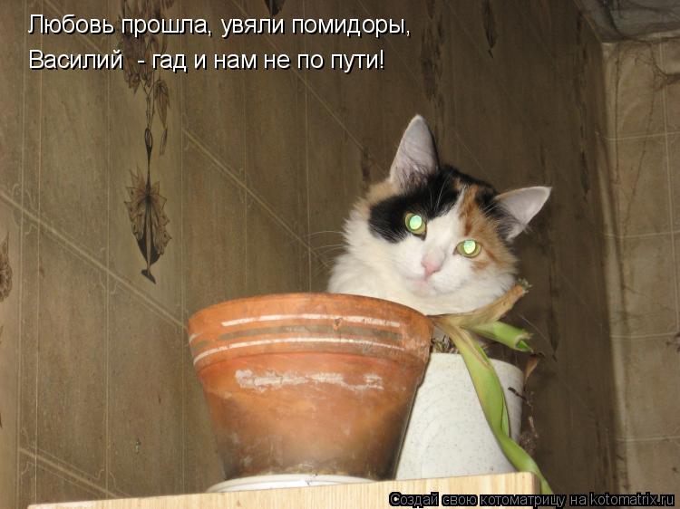 Котоматрица: Любовь прошла, увяли помидоры, Василий  - гад и нам не по пути!