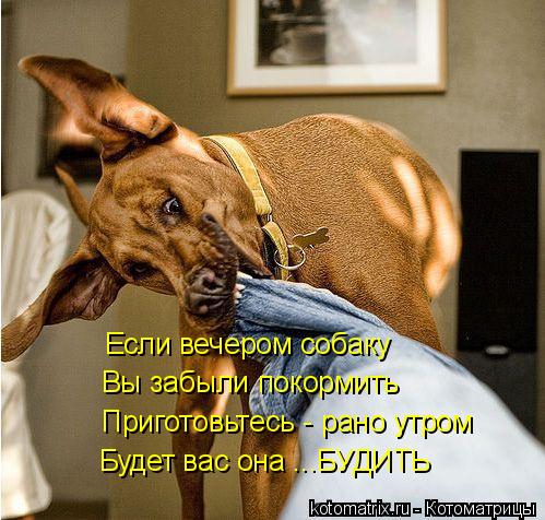 Если вечером собаку Вы забыли покормить Приготовьтесь - рано утром Будет вас она ...БУДИТЬ... Котоматрица: Если вечером собаку Вы забыли покормить Приготовьтесь - рано утром Будет вас она ...БУДИТЬ