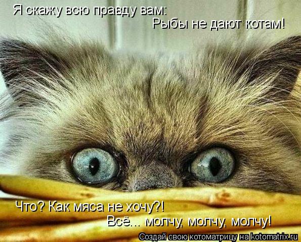 Я скажу всю правду вам: Рыбы не дают котам! Всё... молчу, молчу, молчу! Что? Как мяса не хочу?!... Котоматрица: Я скажу всю правду вам: Рыбы не дают котам! Всё... молчу, молчу, молчу! Что? Как мяса не хочу?!