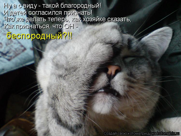 Ну а с виду - такой благородный! И детей согласился признать! Что же делать теперь, как хозяйке сказа... Котоматрица: Ну а с виду - такой благородный! И детей согласился признать! Что же делать теперь, как хозяйке сказать, Как признаться, что ОН - беспородный?!