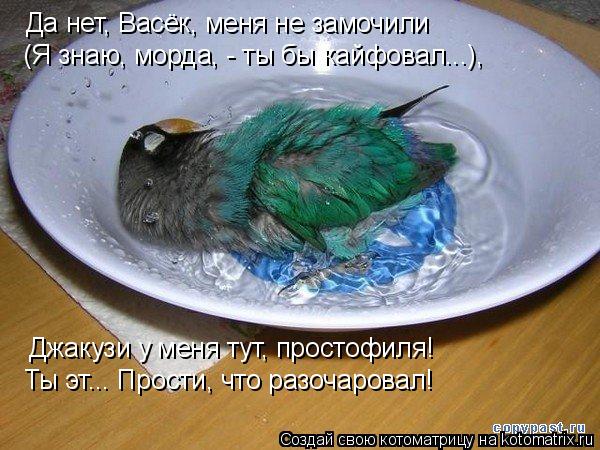 Да нет, Васёк, меня не замочили (Я знаю, морда, - ты бы кайфовал...), Джакузи у меня тут, простофиля!... Котоматрица: Да нет, Васёк, меня не замочили (Я знаю, морда, - ты бы кайфовал...), Джакузи у меня тут, простофиля! Ты эт... Прости, что разочаровал!
