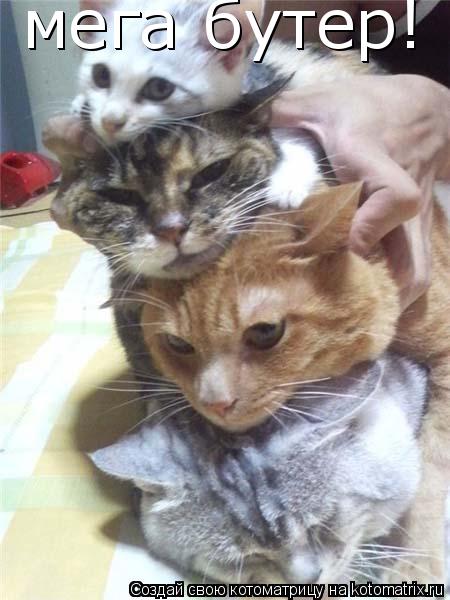 Котоматрица: мега бутер! мега бутер!