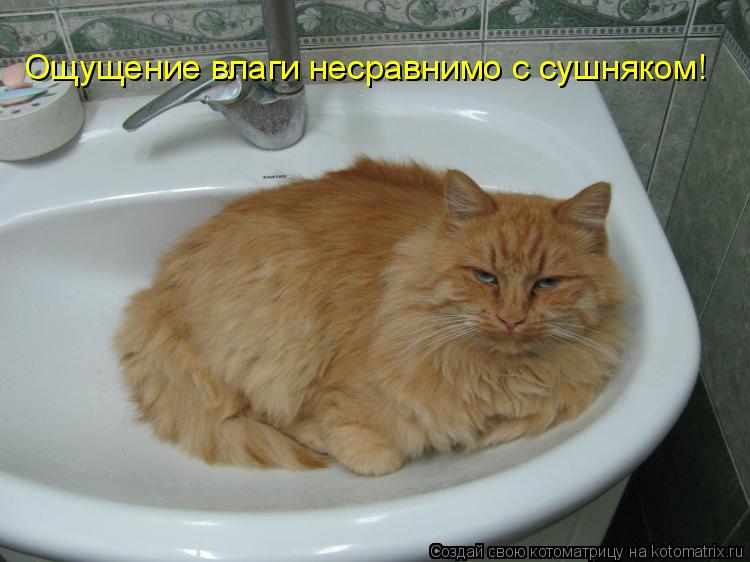 Котоматрица: Ощущение влаги несравнимо с сушняком!