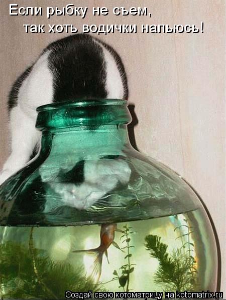 Если рыбку не съем, так хоть водички напьюсь!... Котоматрица: Если рыбку не съем, так хоть водички напьюсь!