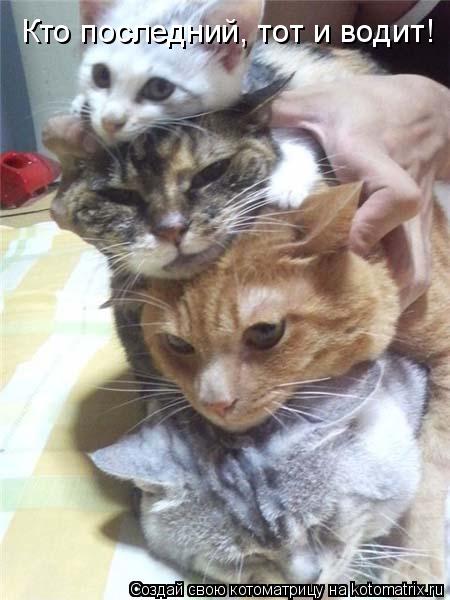 Котоматрица: Кто последний, тот и водит!