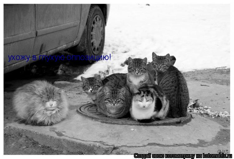 Котоматрица: ухожу в глухую оппозицию!