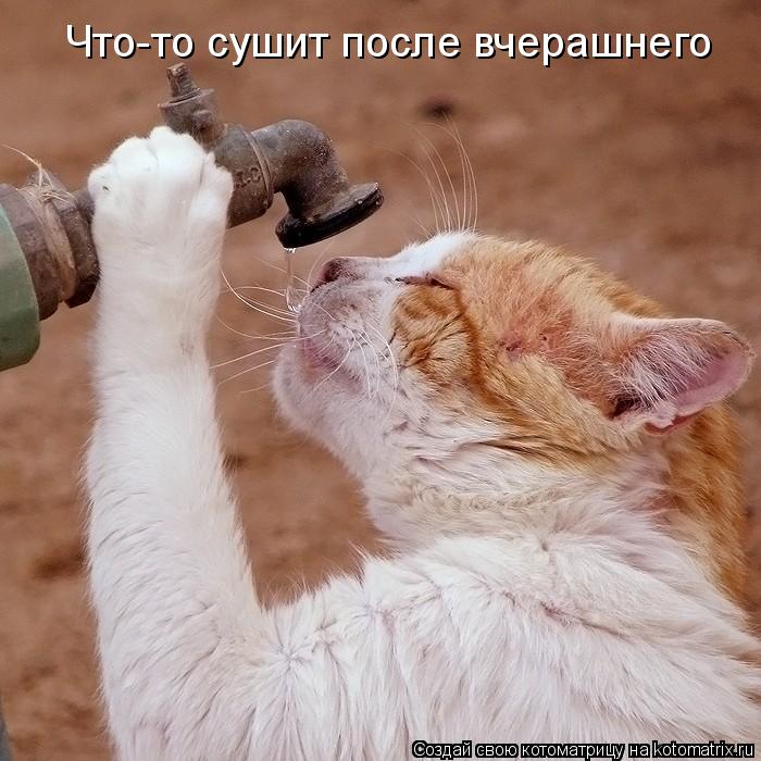 Котоматрица: Что-то сушит после вчерашнего