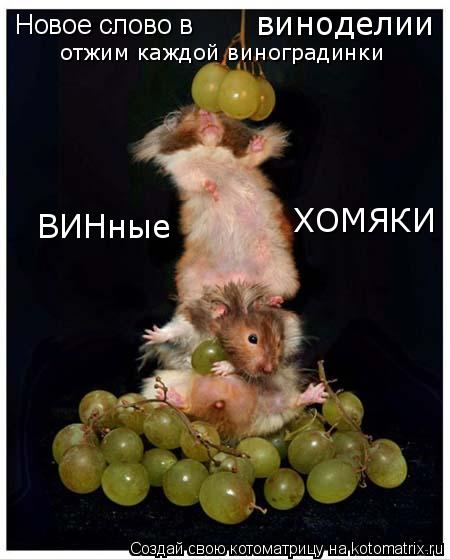 Котоматрица: Новое слово в виноделии ВИНные  ХОМЯКИ отжим каждой виноградинки